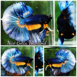 Betta fish HM Blue Mustard Gas Butterfly