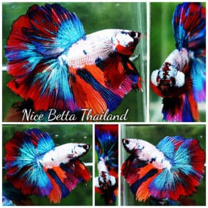 Betta fish HM Magical Multicolor Marble