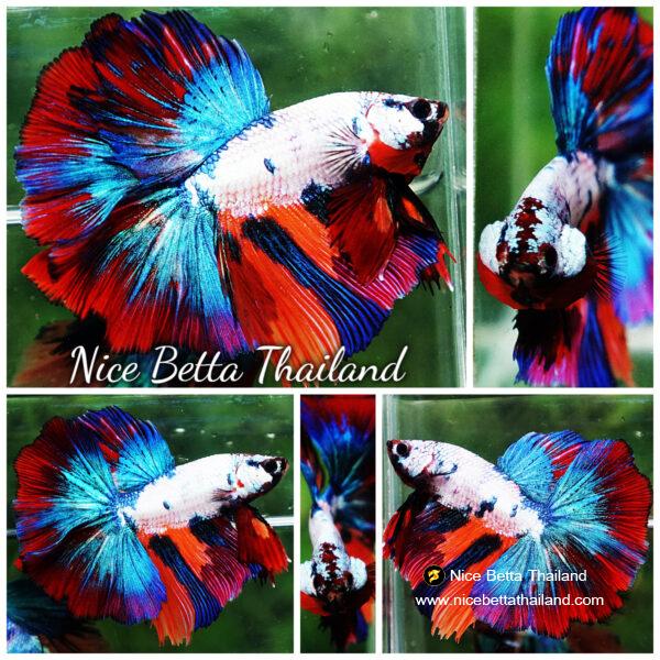 Betta fish HM Magical Multicolor Marble
