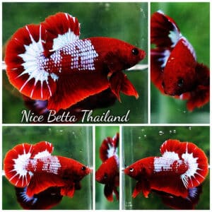 Betta fish HMPK Prince of Red Merman Star