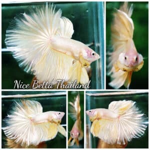 Betta fish HM Classic Pure Gold