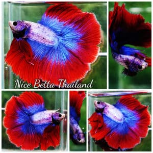 Betta fish DTHM Mascot Thailand Flag