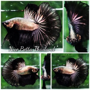 Betta fish HM Black Copper Dragon