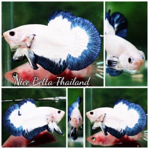 Betta fish HMPK Blue Rim Marble