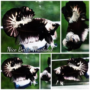 Betta fish OHMPK Perfect Helmet Black Samurai