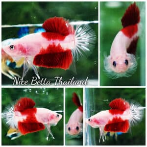 Betta fish HMPK Tun-Jo Koi