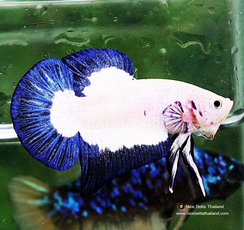 Betta fish HMPK Blue Rim Marble
