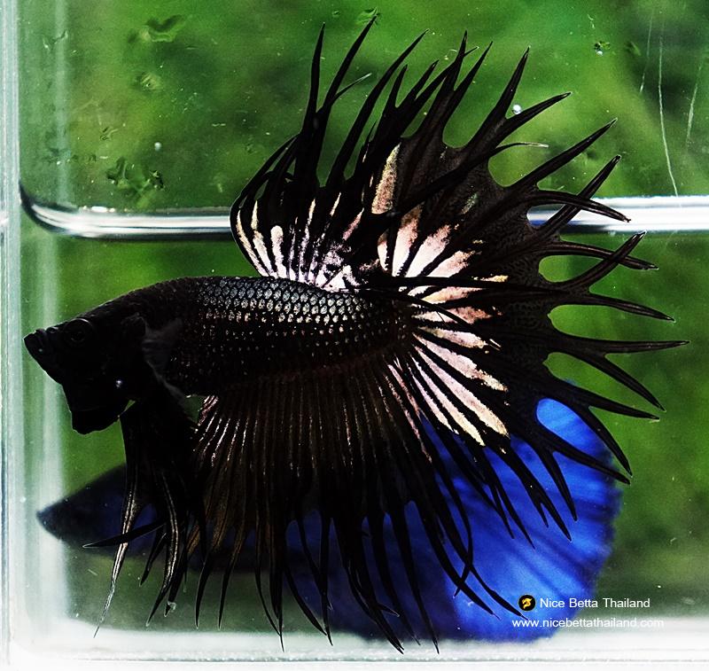 king crowntail betta