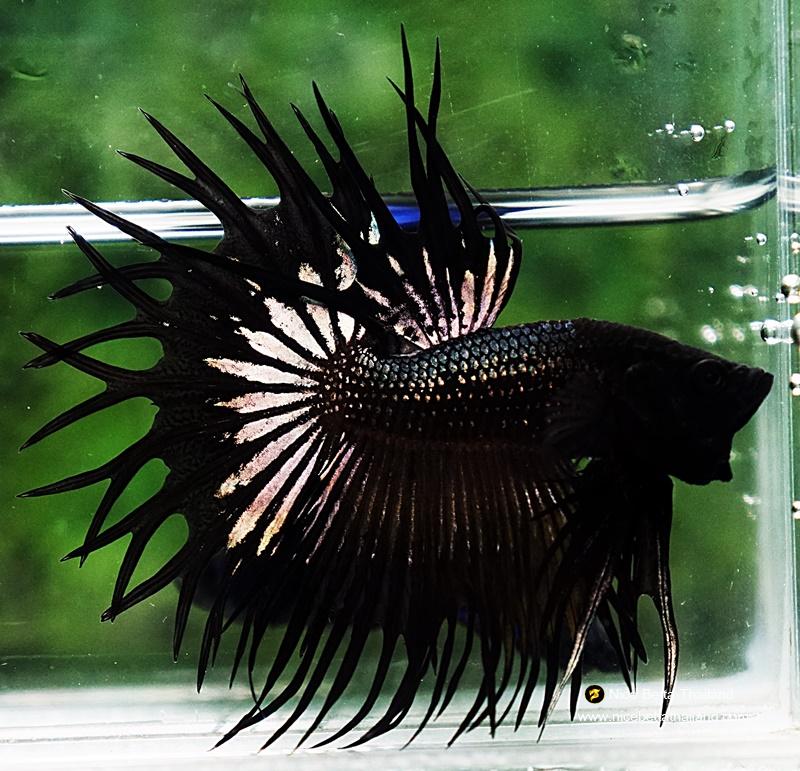 king crowntail betta