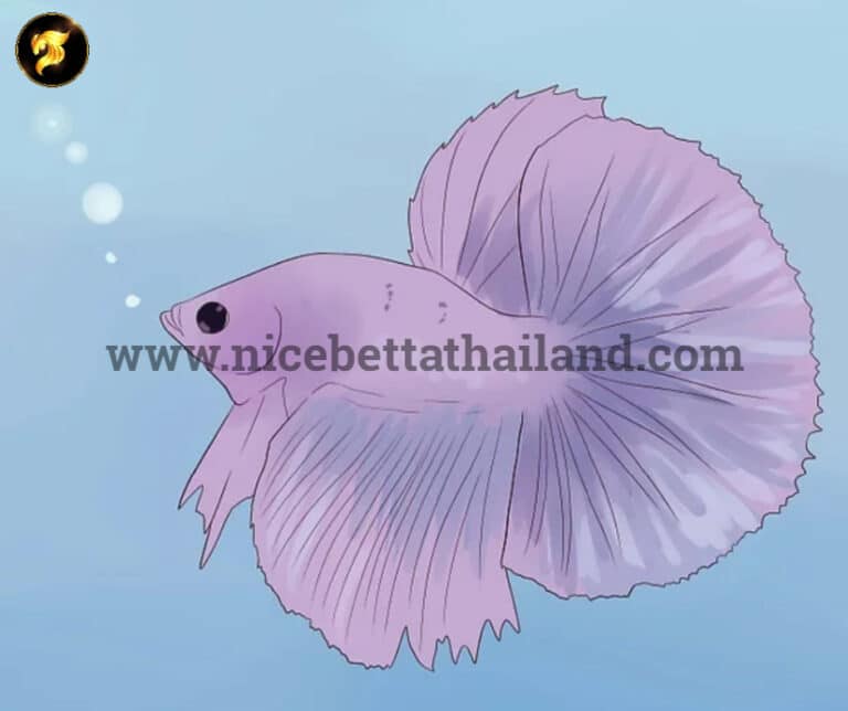 Why does my betta fish stay at the bottom of the tank