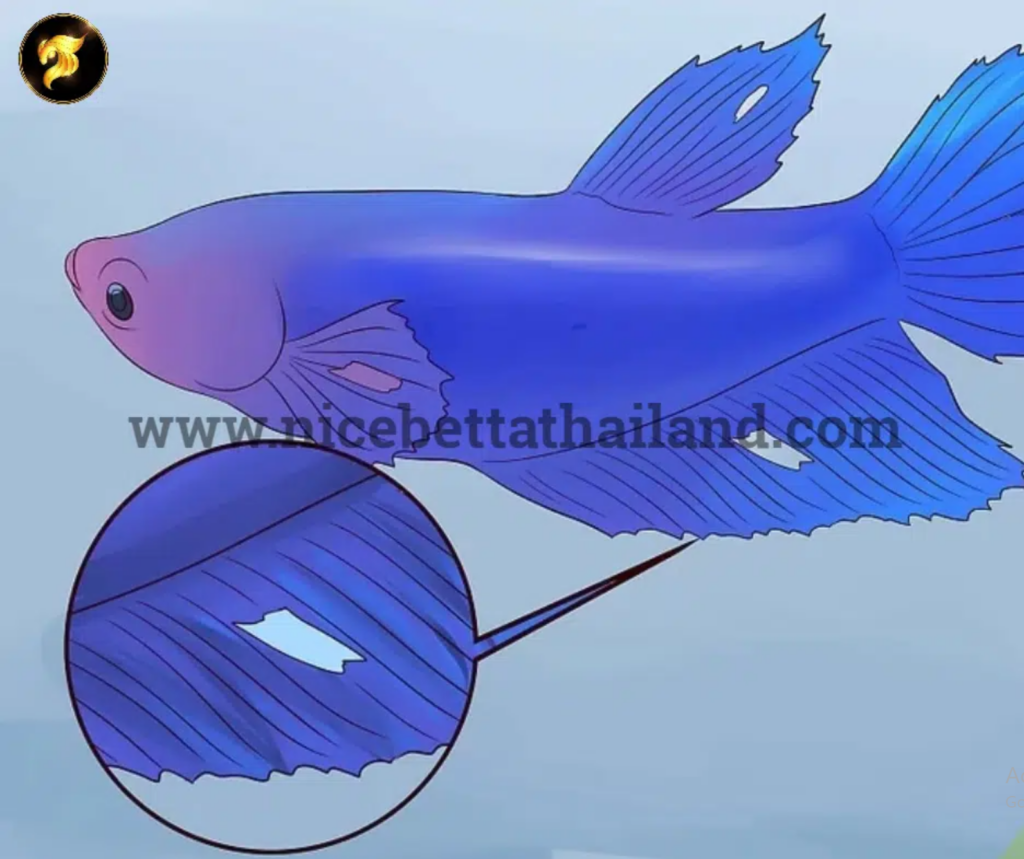 Thailand Betta fish
