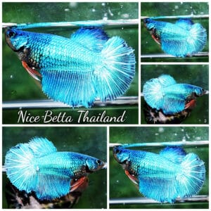 Betta fish Female HM Turquoise
