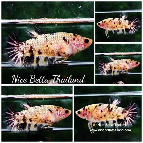 Betta fish Female HMPK Yellow Tiger Copper