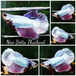 Betta fish Female Queen Royal Lavender