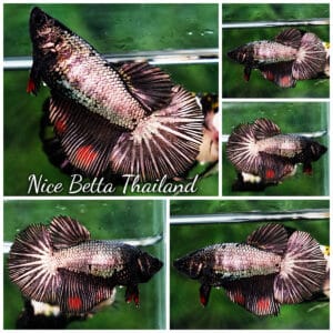 Betta fish Female HM Devil Black Copper