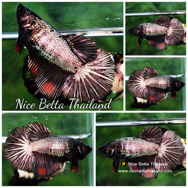 Betta fish Female HM Devil Black Copper