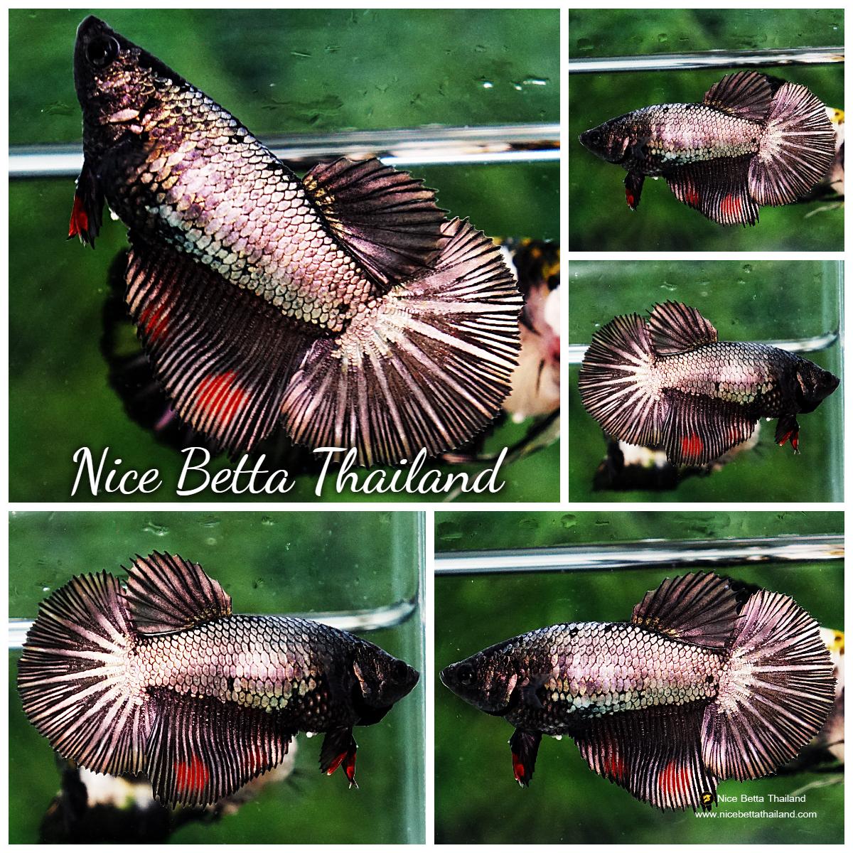 Betta fish Female HM Devil Black Copper