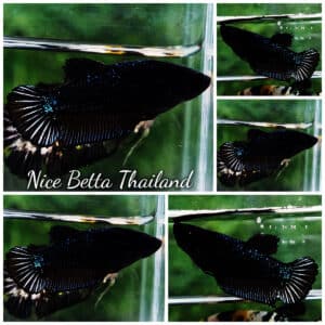 Betta fish Female HMPK Avatar Star