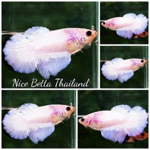 Betta fish Female HM Light Purple