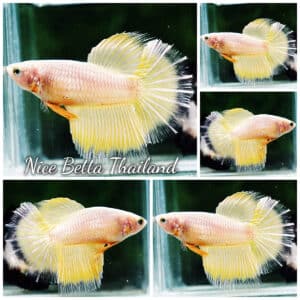 Betta fish Female HM Pure Gold Butterfly