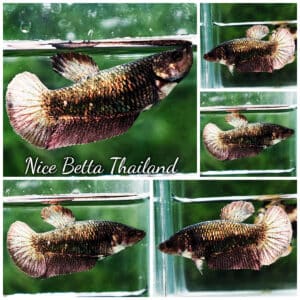 Betta fish Female HM Copper Gold