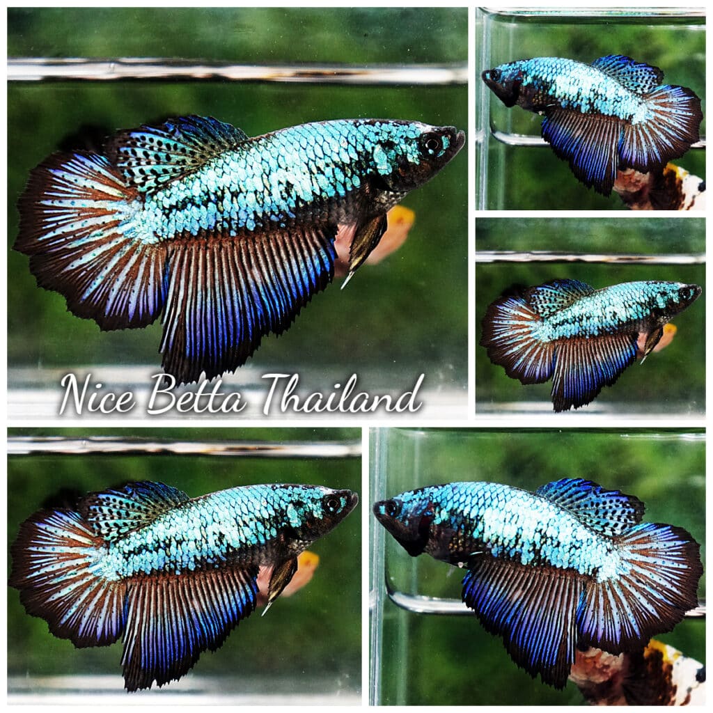 Peacock betta fish deals