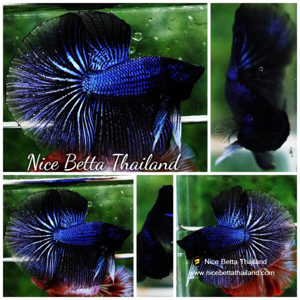 Betta fish HM Blue Black Peacock