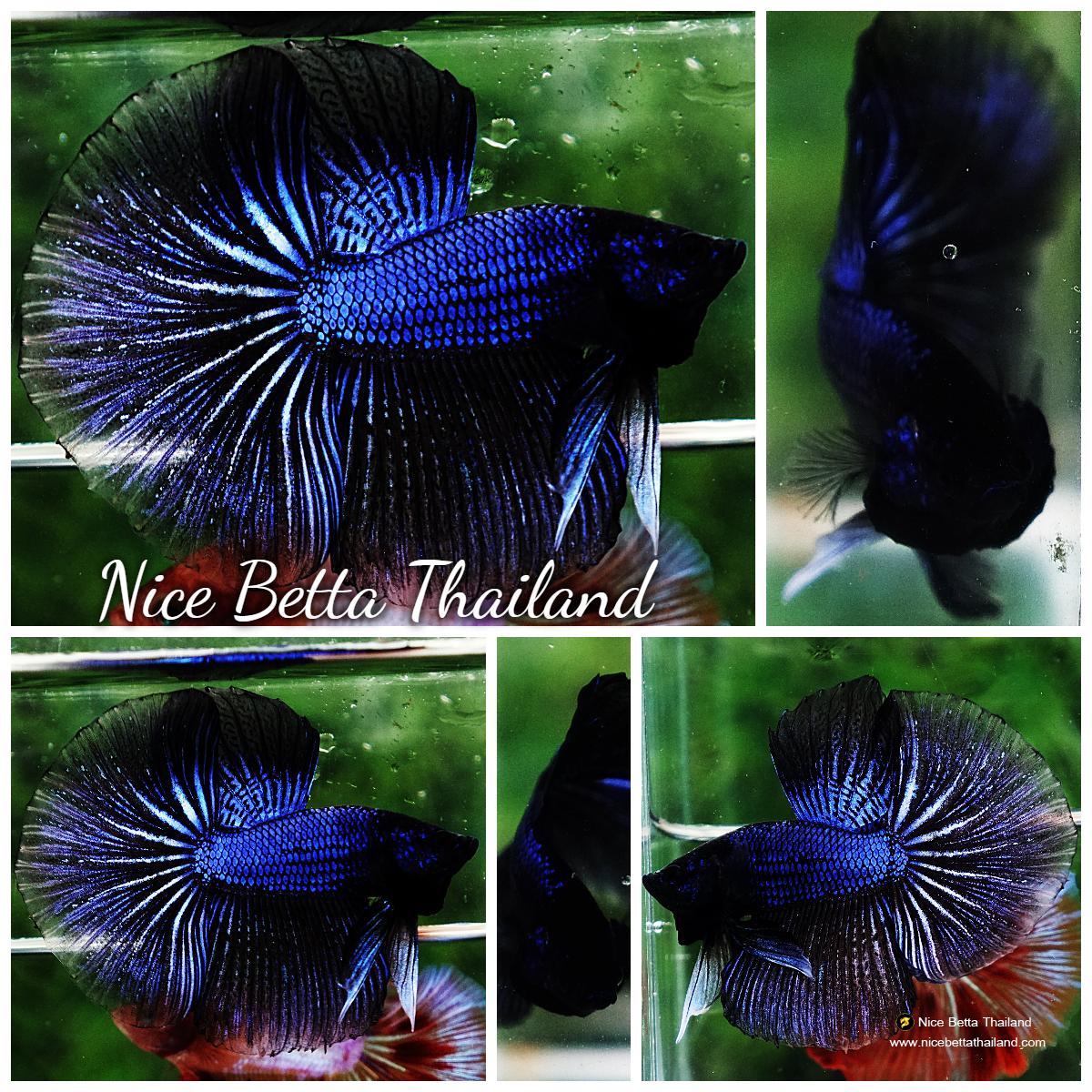 Betta fish HM Blue Black Peacock