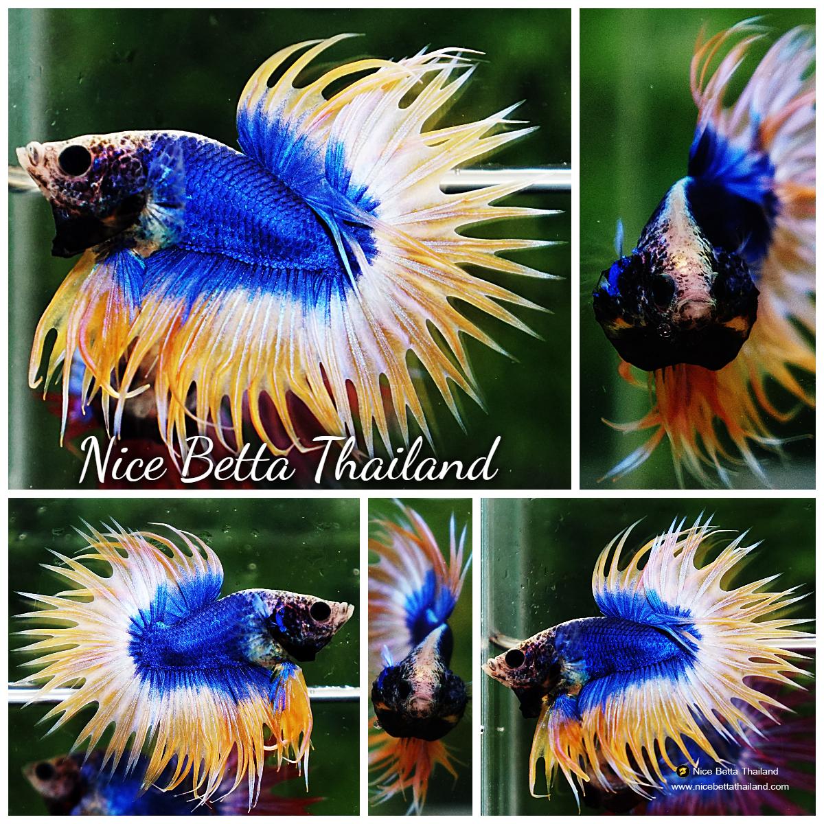 Betta fish CT Strong Yellow Blue Grizzle