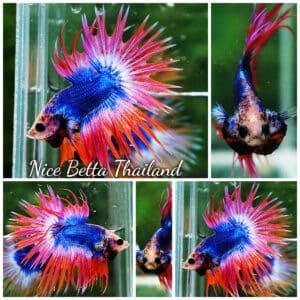 Betta fish CT Mascot Thailand Flag