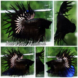 Betta fish CT King Dark Black Orchid