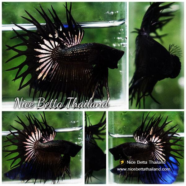 Betta fish CT King Dark Black Orchid