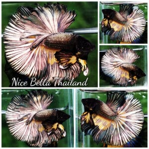 Betta fish OHM Copper Gold Sky Hawk