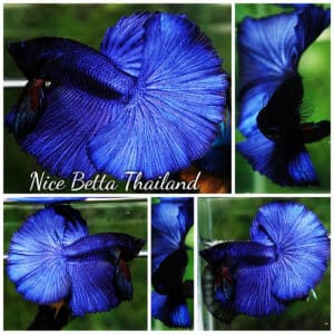 Betta fish OHM Super Steel Blue