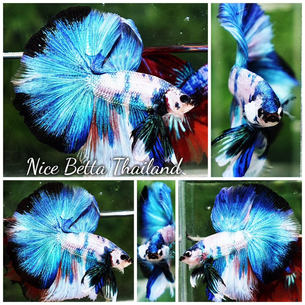 Betta Fish OHM Prince Of Blue Marble betta-fish-ohm-prince-of-blue-marble