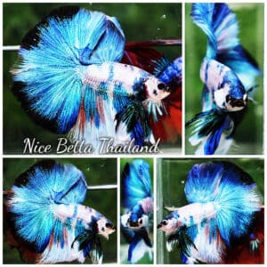 Betta fish OHM Prince of Blue Marble