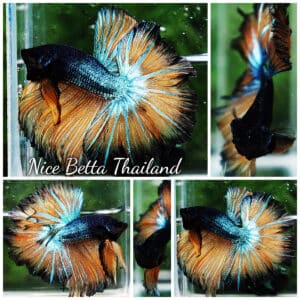 Betta fish OHM Emerald Mustard Gas Sky Hawk