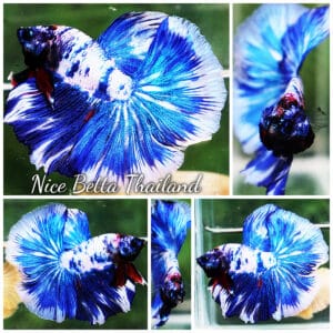 Betta fish DTHM Blue Marble