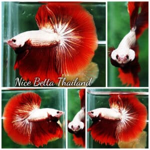 Betta fish OHM Luxury Red Dragon