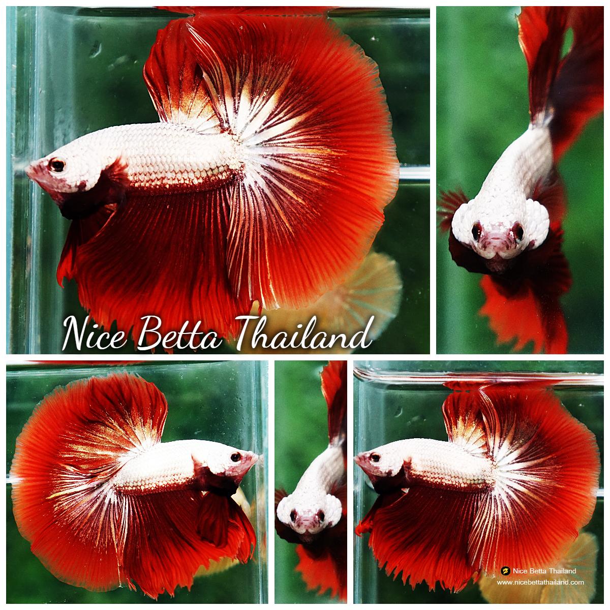 Betta fish OHM Luxury Red Dragon