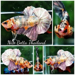 Betta fish OHMPK Copper Solder Yellow Base