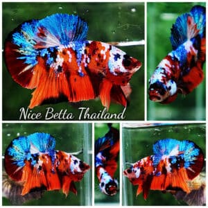 Betta fish HMPK Helmet Emerald Candy