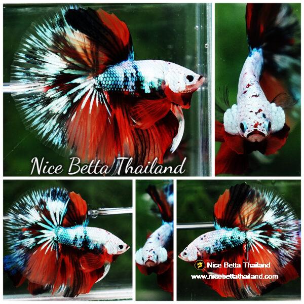 Betta fish OHM Fancy Halloween Star