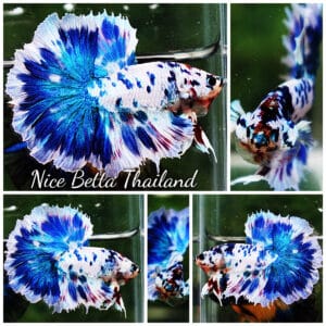 Betta fish OHM Prince of The Frozen Rose