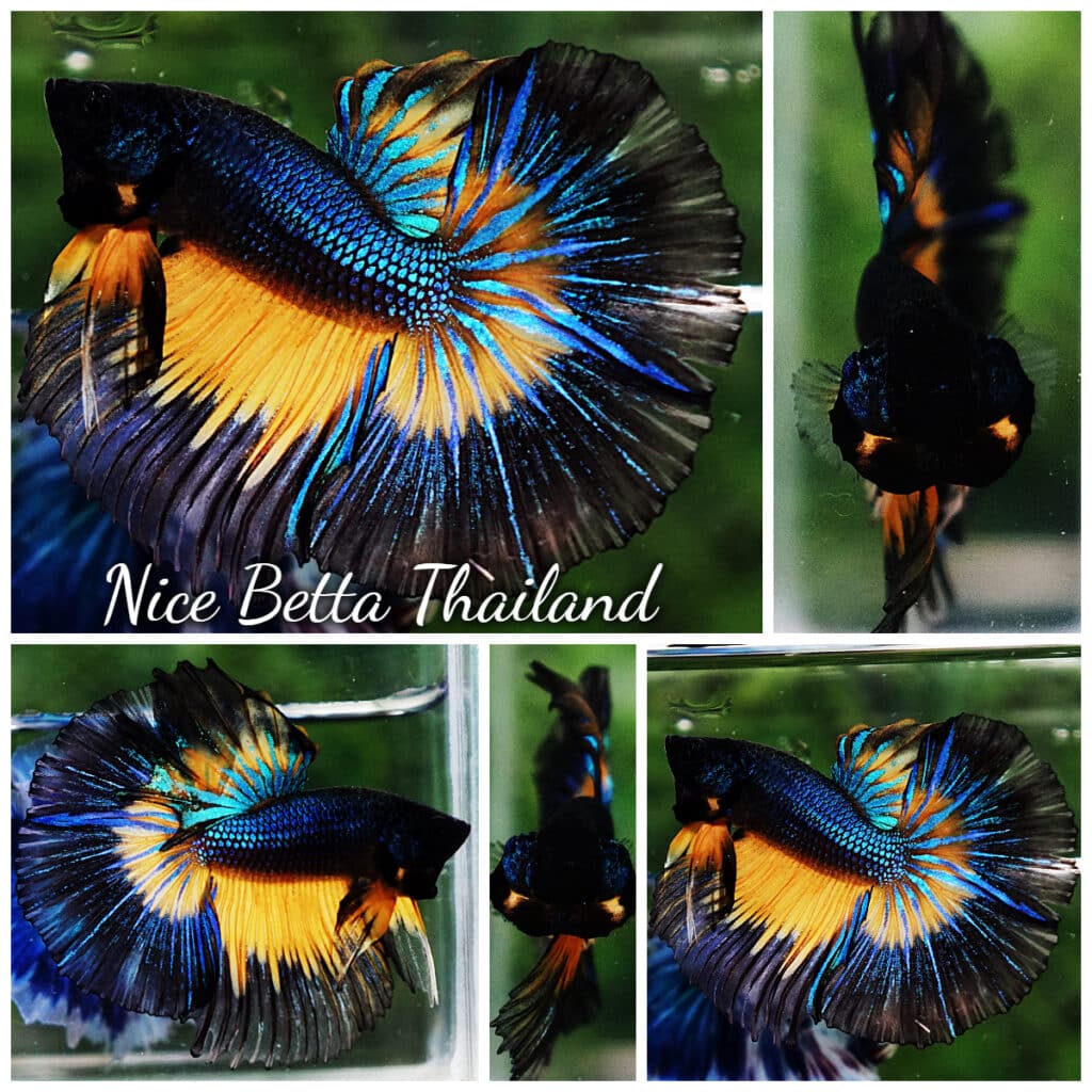 Betta fish HM Blue Black Butterfly Mustard Gas