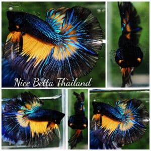 Betta fish HM Blue Black Butterfly Mustard Gas