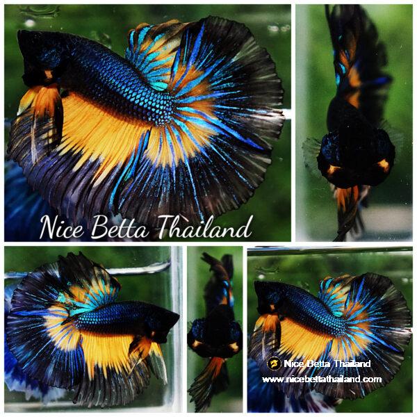 Betta fish HM Blue Black Butterfly Mustard Gas