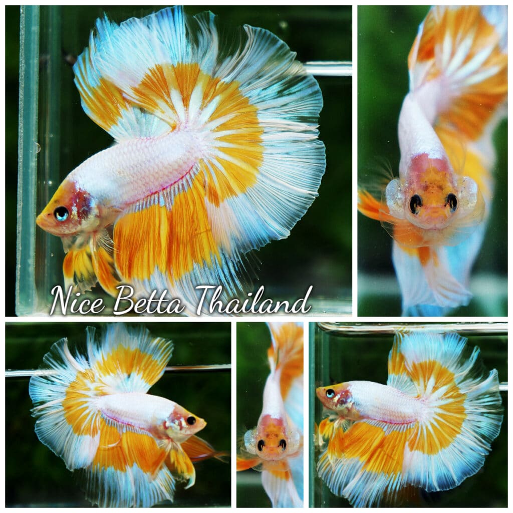 Betta fish OHM Yellow Snow Butterfly