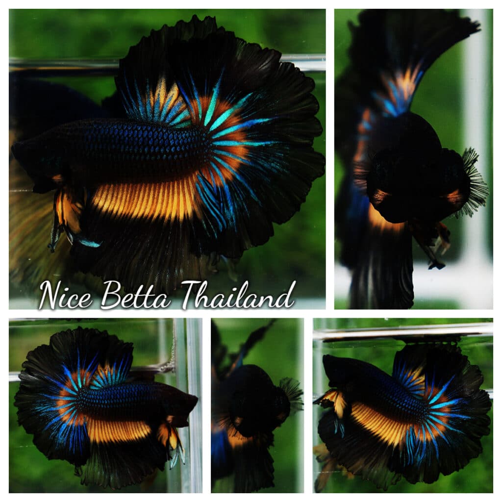 Betta fish OHM Black Mustard Butterfly