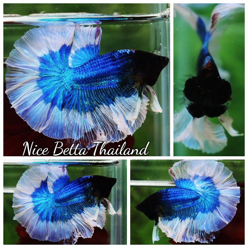 Betta fish OHM Royal Blue Butterfly